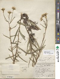 Helianthus angustifolius image