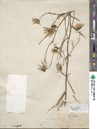 Helianthus angustifolius image