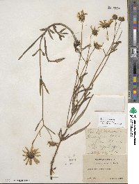 Helianthus angustifolius image