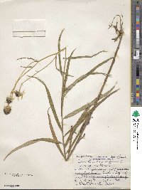 Helianthus angustifolius image