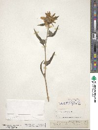 Helianthus nuttallii image