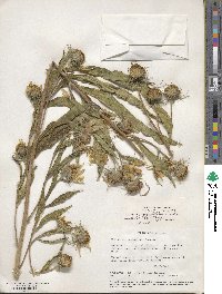 Helianthus nuttallii image