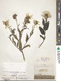 Helianthus giganteus image