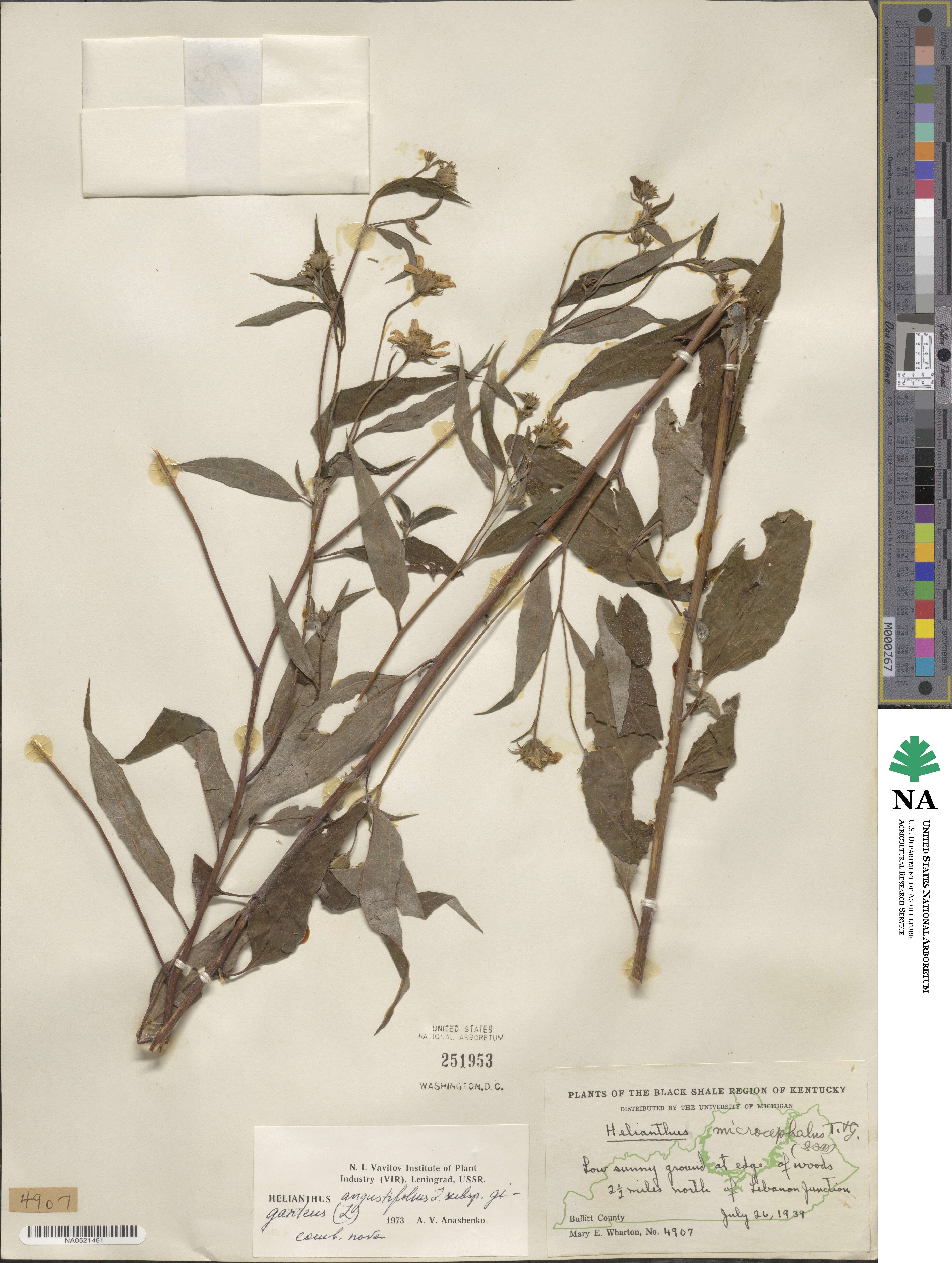 Helianthus giganteus image