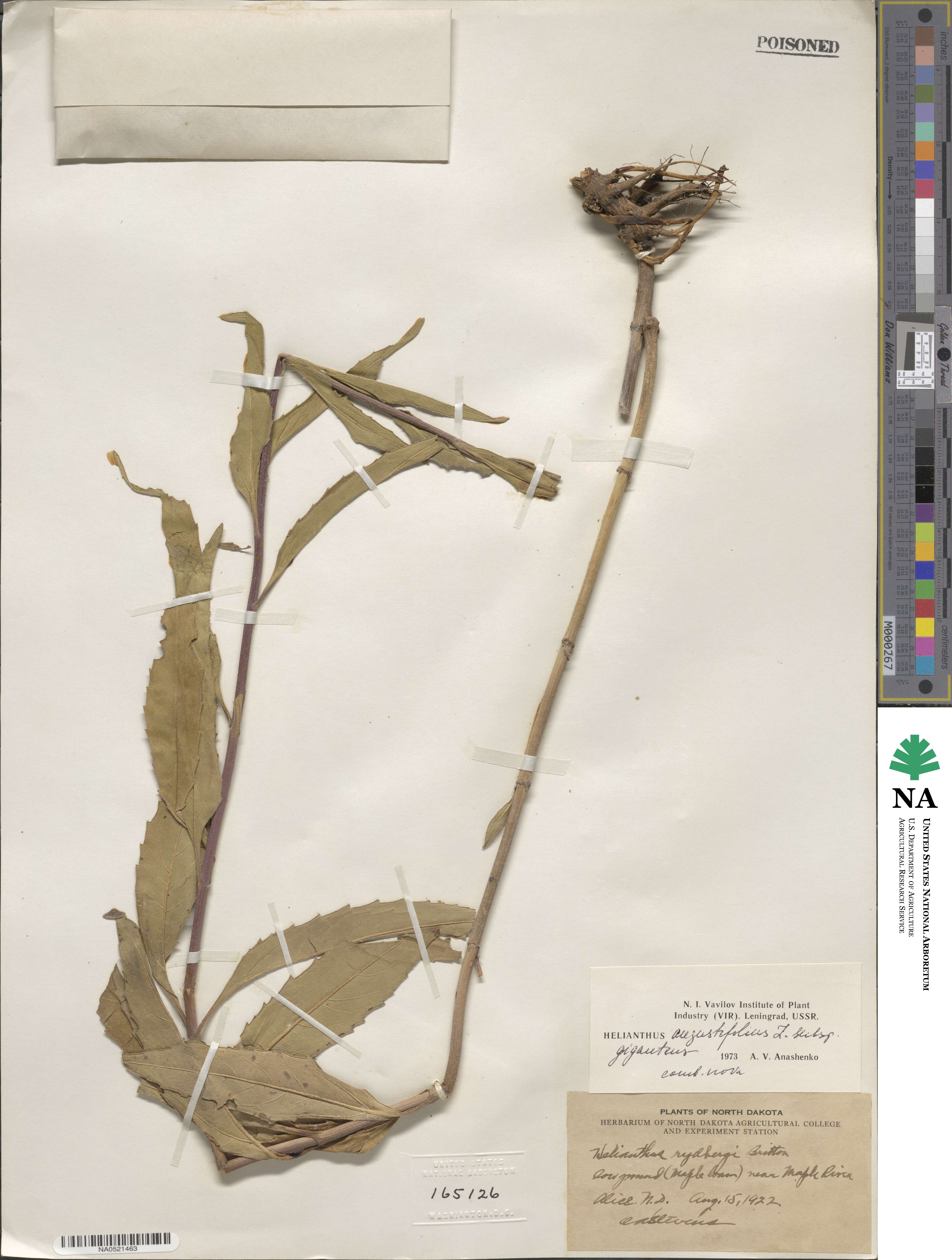 Helianthus giganteus image