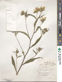 Helianthus giganteus image