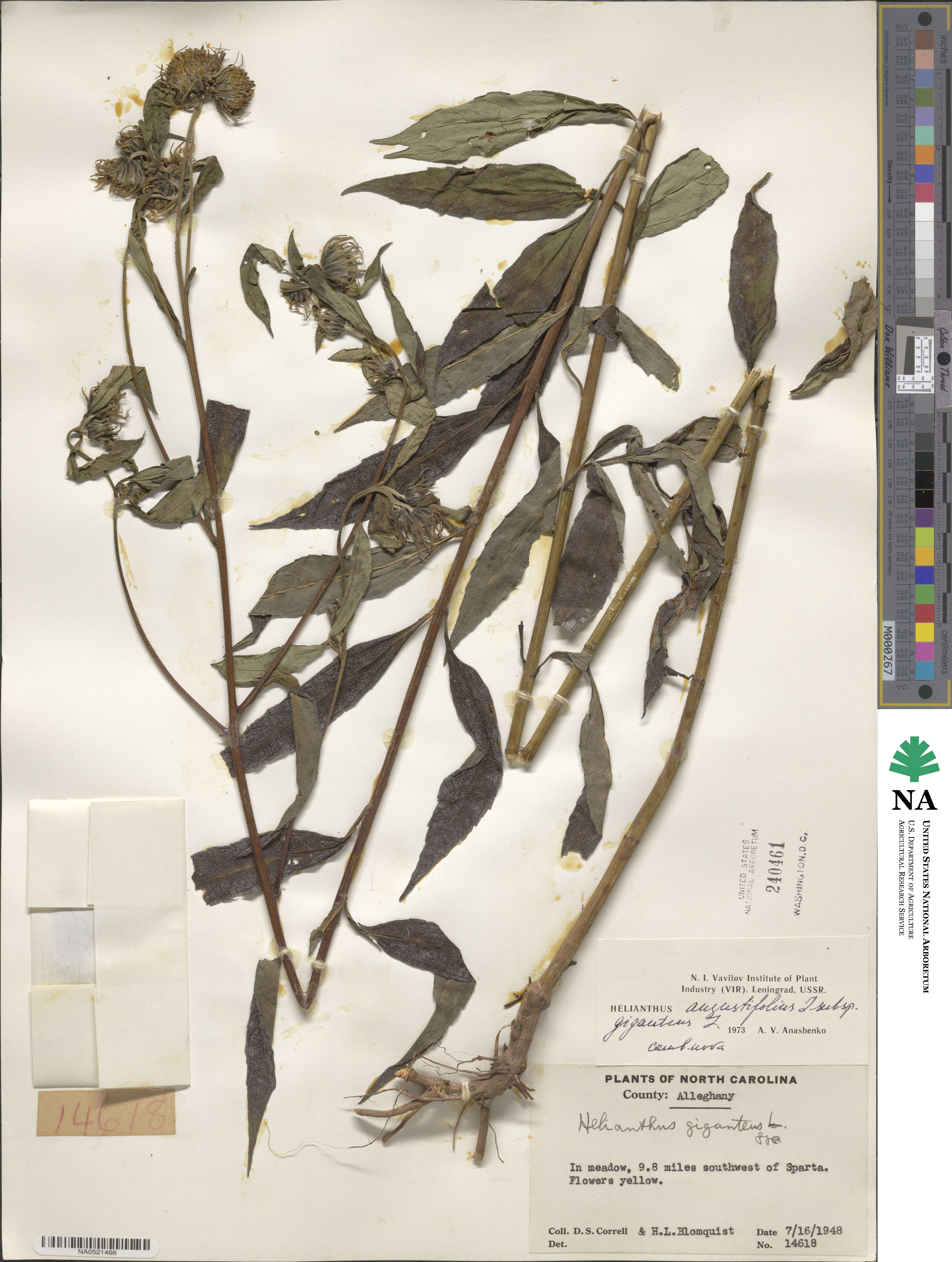 Helianthus giganteus image
