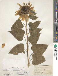 Helianthus annuus image