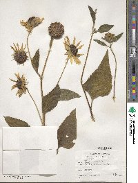 Helianthus annuus image