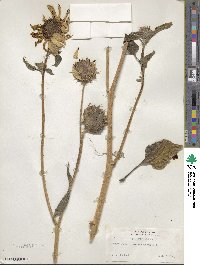 Helianthus annuus image