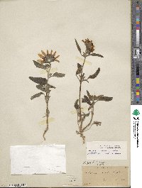 Helianthus petiolaris image