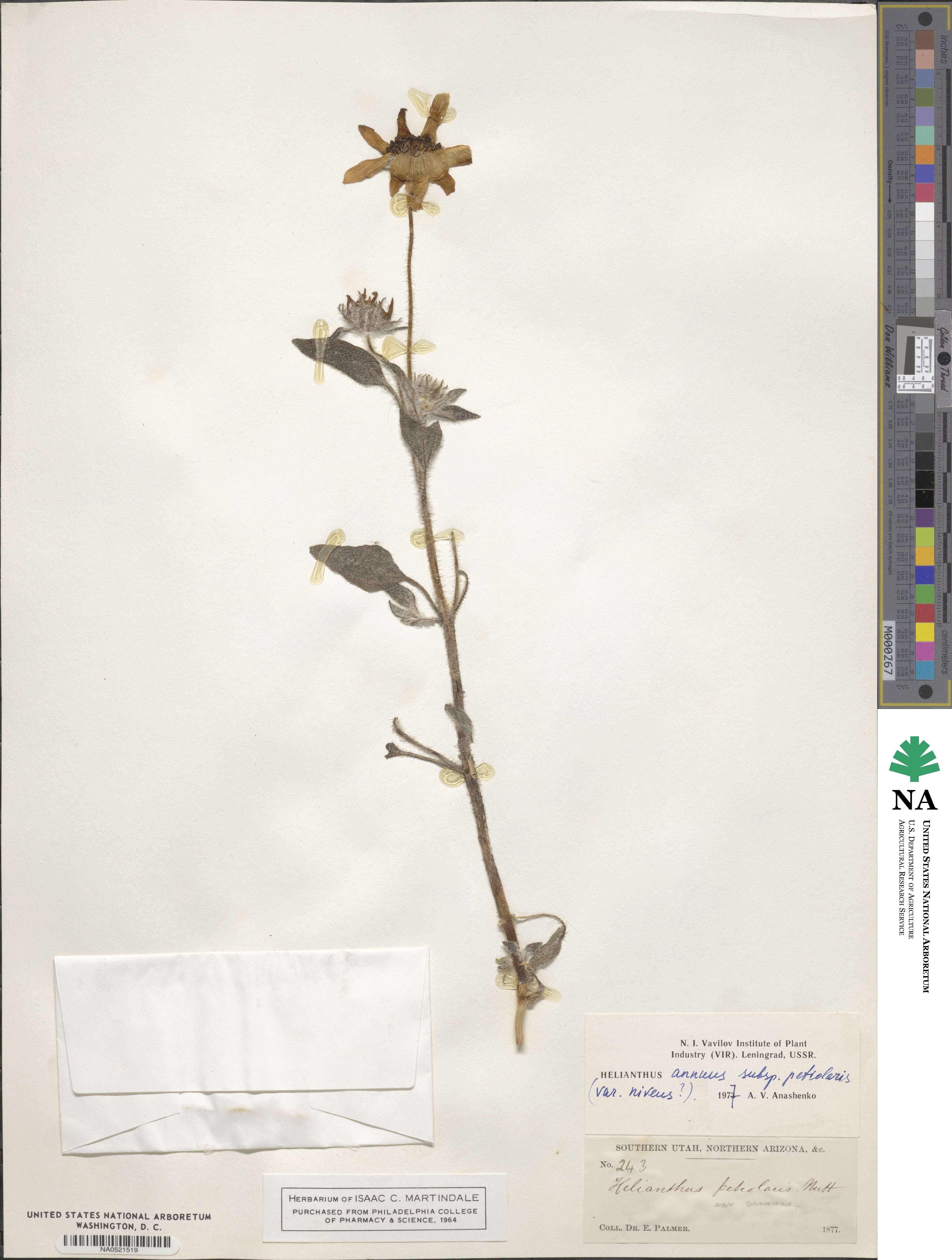 Helianthus image