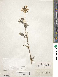 Helianthus petiolaris image