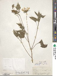 Helianthus petiolaris image