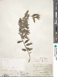 Helianthus petiolaris subsp. petiolaris image