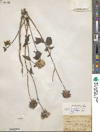 Helianthus petiolaris subsp. petiolaris image