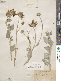 Helianthus petiolaris subsp. petiolaris image