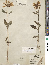 Helianthus petiolaris subsp. petiolaris image