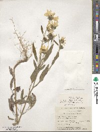 Helianthus petiolaris subsp. petiolaris image