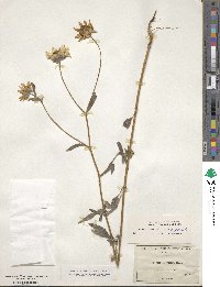 Helianthus petiolaris subsp. petiolaris image