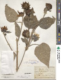 Helianthus argophyllus image