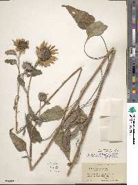 Helianthus annuus image