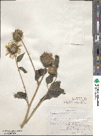 Helianthus annuus image