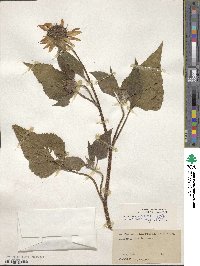 Helianthus annuus image