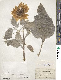 Helianthus annuus image