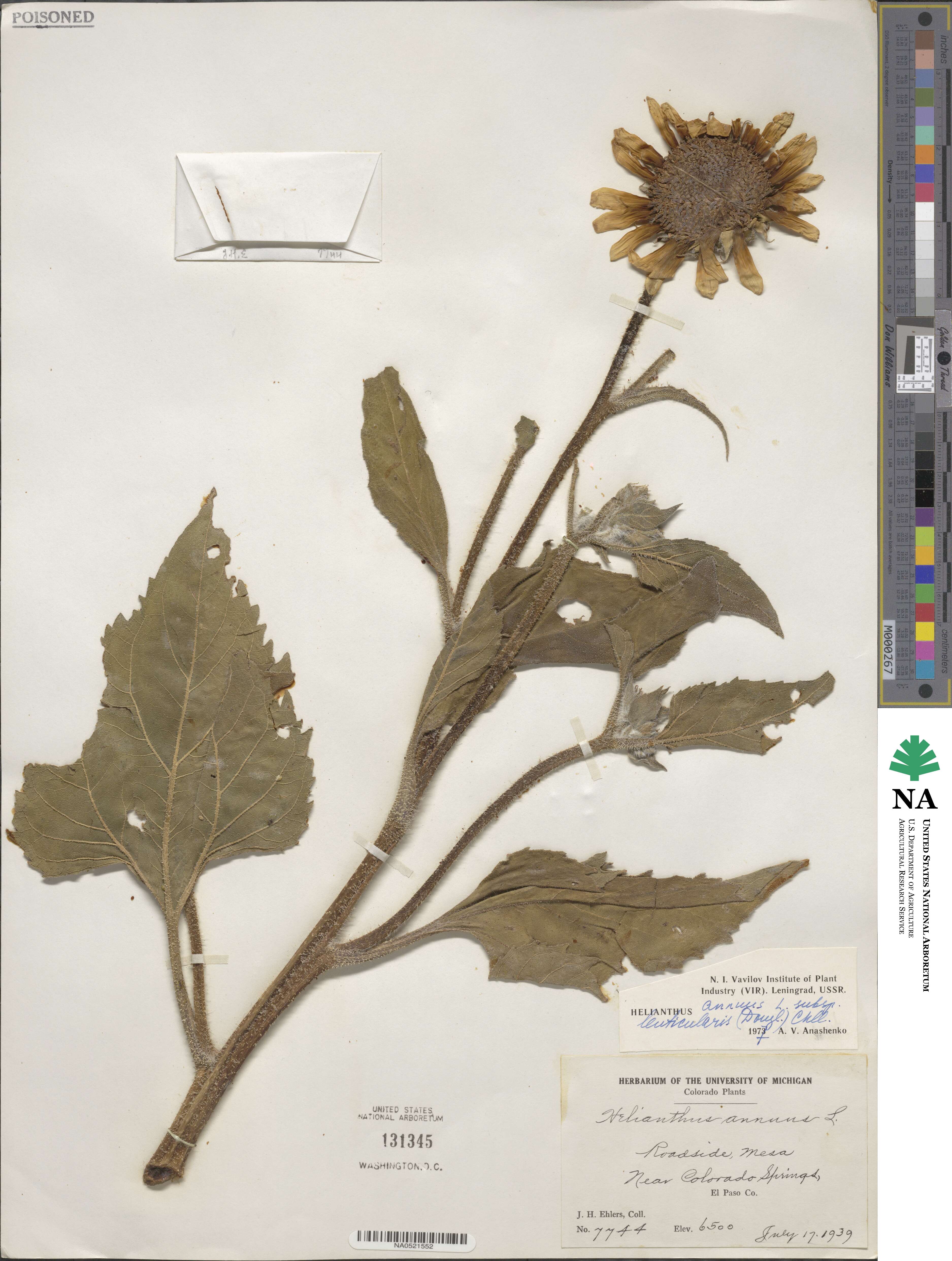 Helianthus annuus image