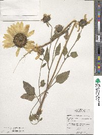 Helianthus annuus image