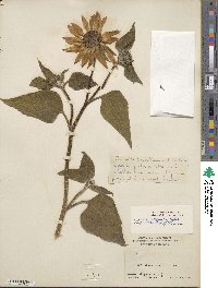 Helianthus annuus image