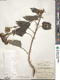 Helianthus annuus image