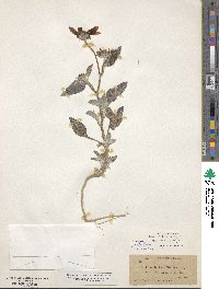 Helianthus niveus subsp. niveus image