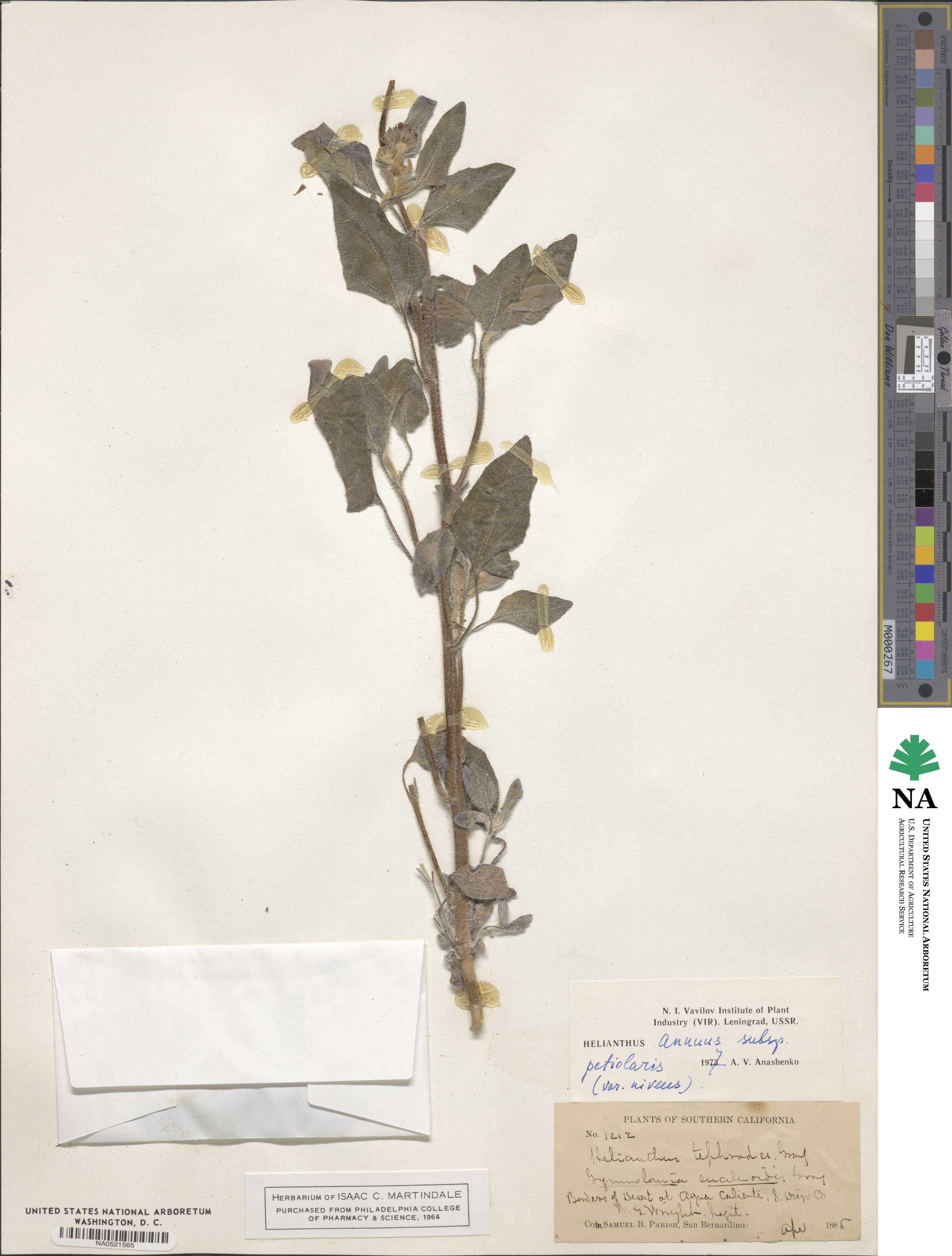 Helianthus niveus subsp. niveus image