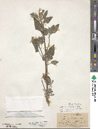 Helianthus niveus subsp. niveus image