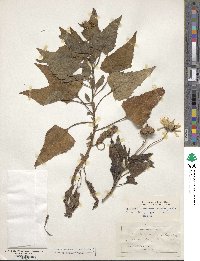 Helianthus debilis subsp. debilis image