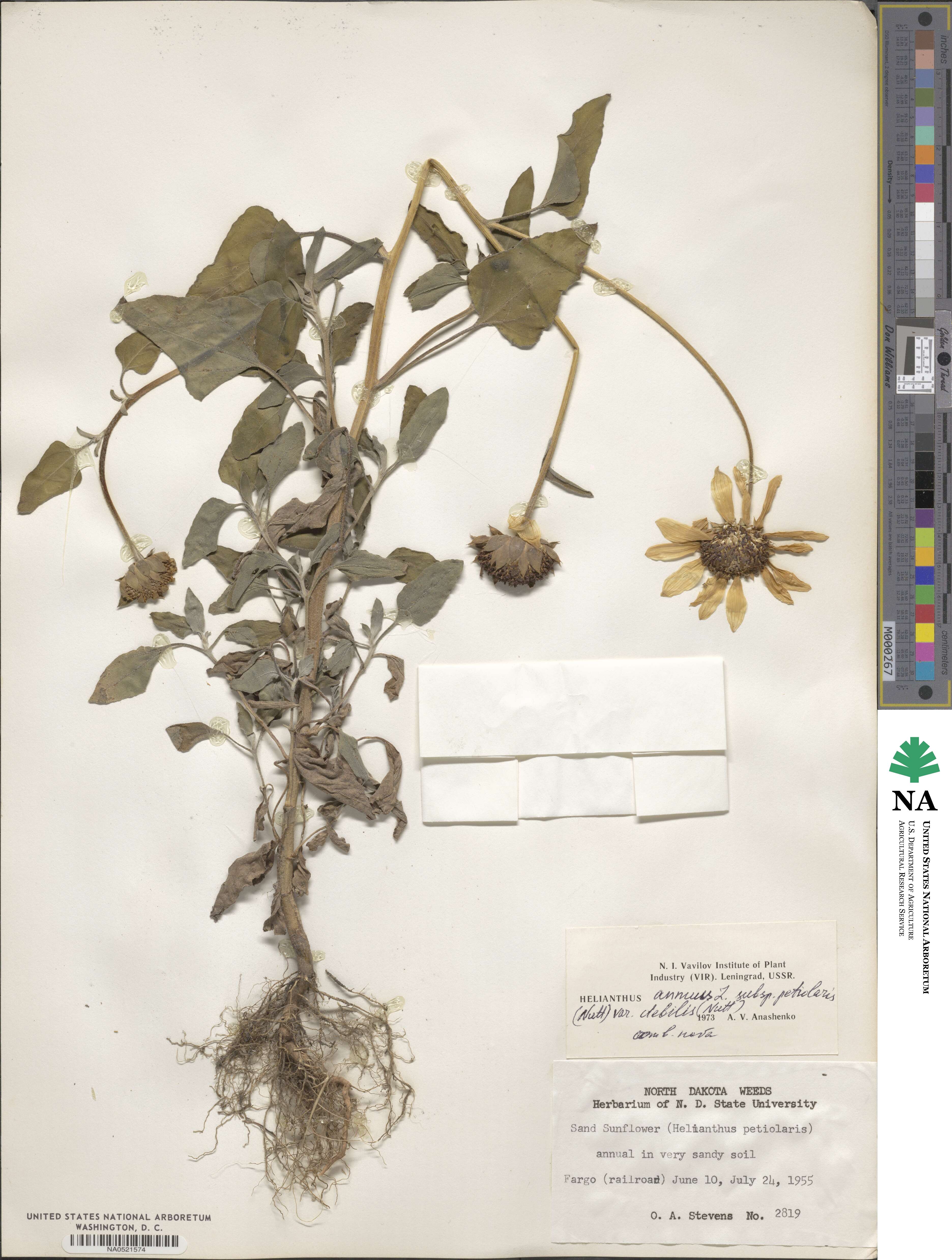 Helianthus debilis subsp. debilis image