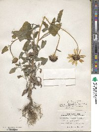 Helianthus debilis image