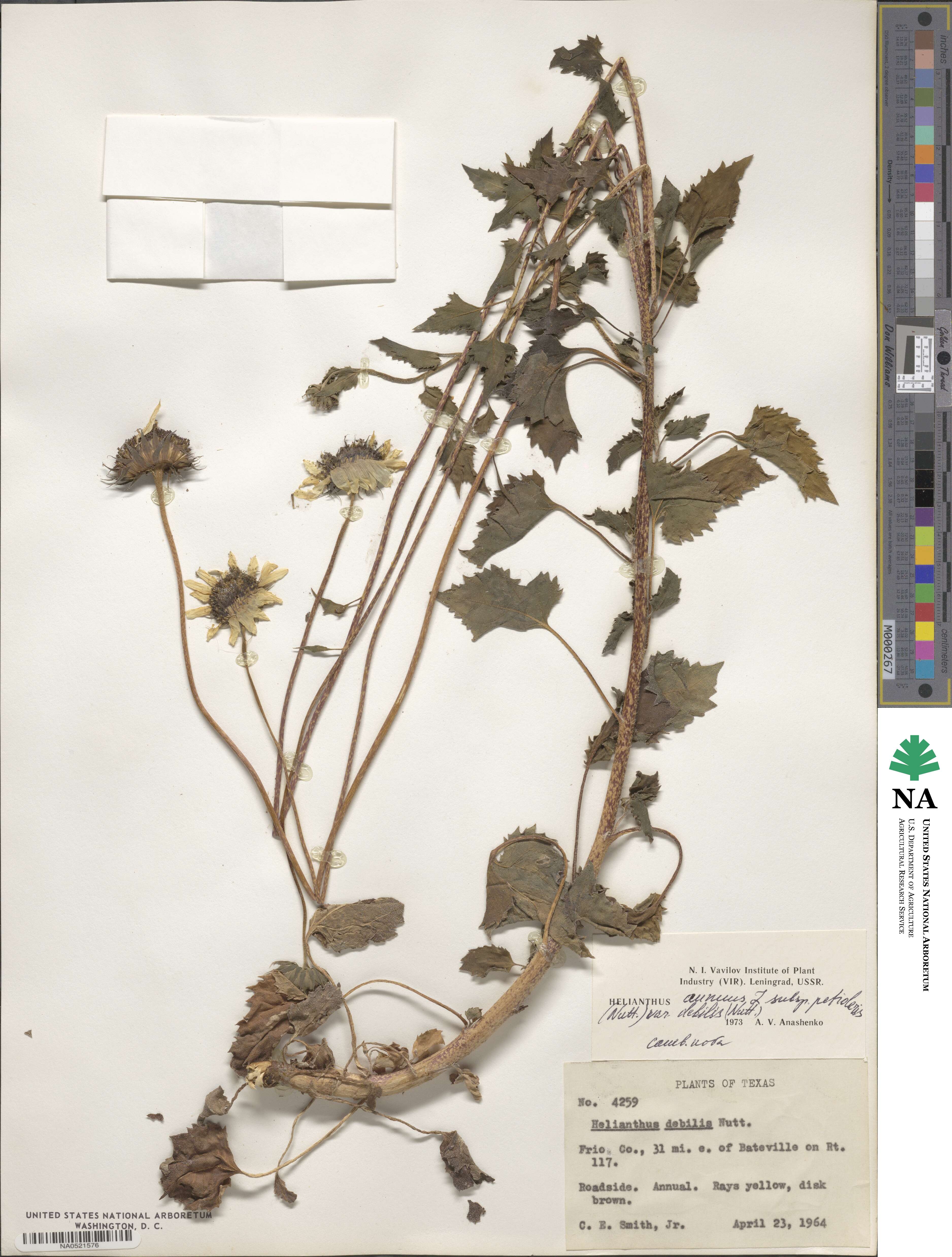 Helianthus debilis subsp. debilis image