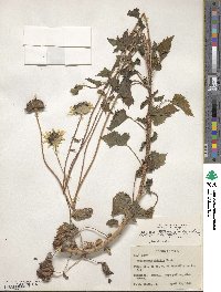 Helianthus debilis subsp. debilis image