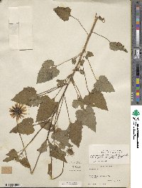 Helianthus debilis subsp. debilis image