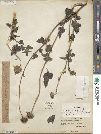 Helianthus debilis subsp. debilis image