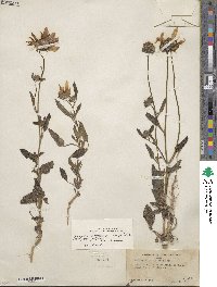 Helianthus petiolaris subsp. petiolaris image