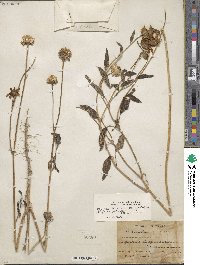 Helianthus petiolaris subsp. petiolaris image