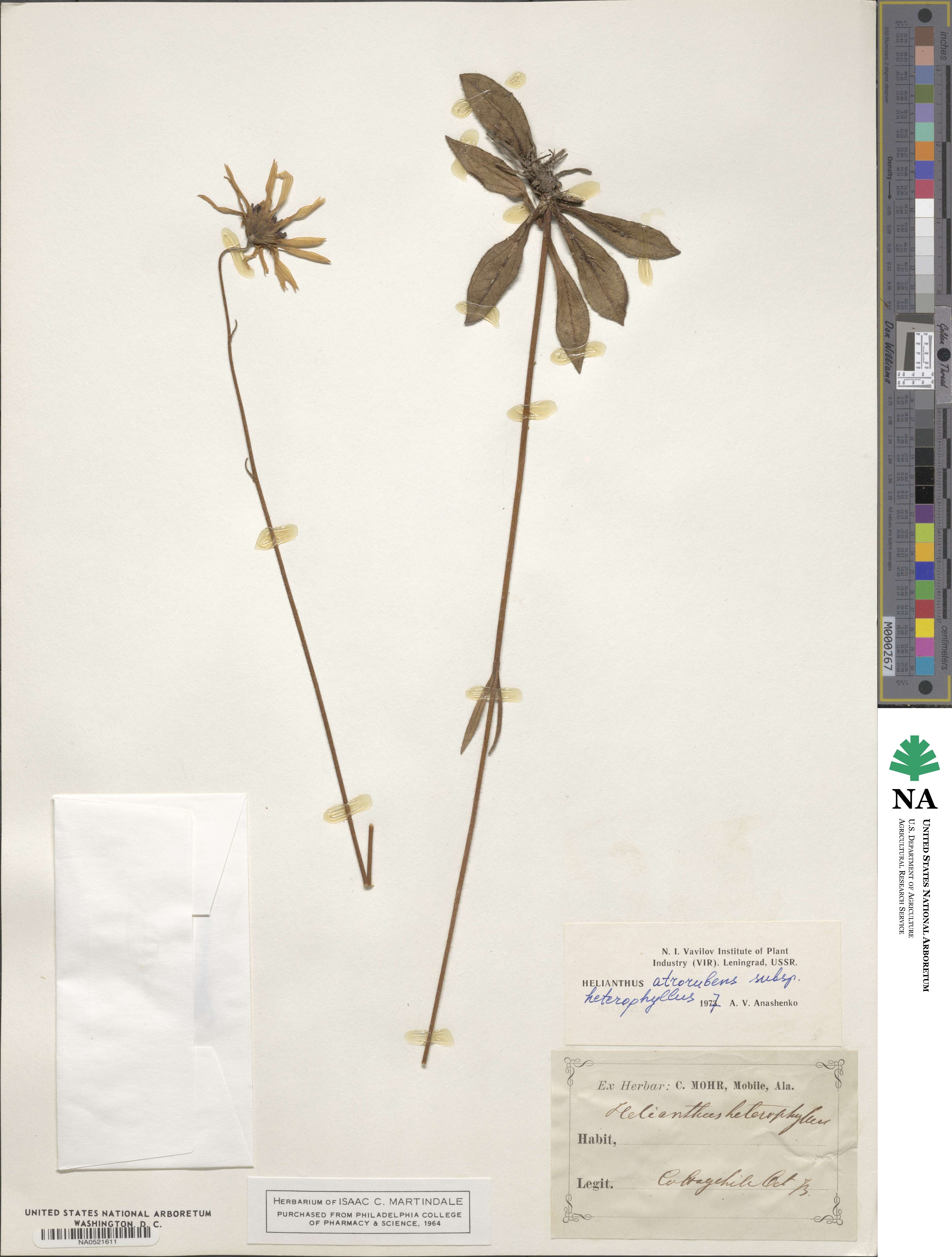 Helianthus heterophyllus image