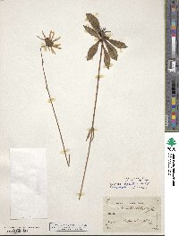 Helianthus heterophyllus image