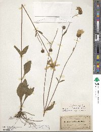 Helianthus atrorubens image