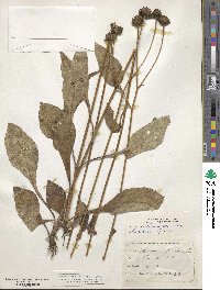 Helianthus atrorubens image