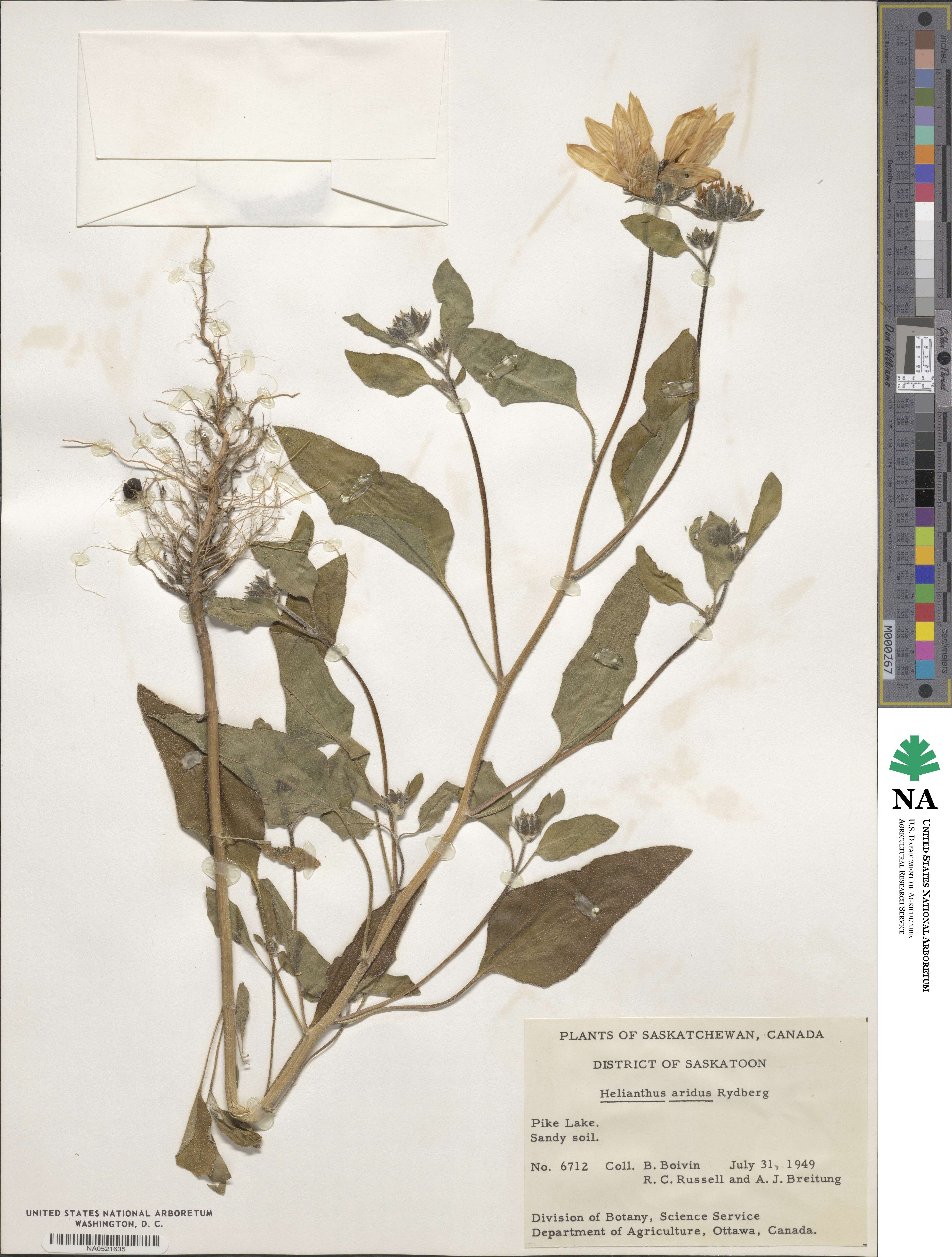 Helianthus annuus image